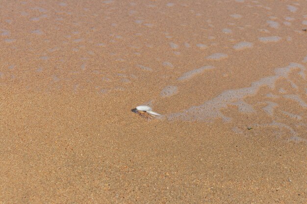 Areia de praia abstrata e fundo macio de ondas e conchas