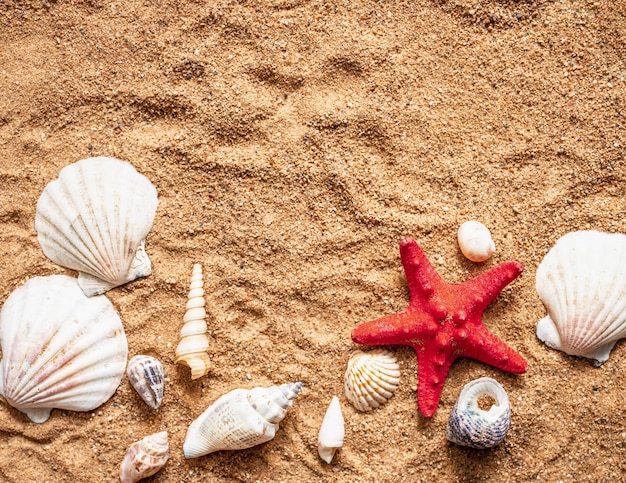 Areia do rio do mar com conchas e estrelas do mar com espaço de cópia para o seu texto Conceito de férias de turismo