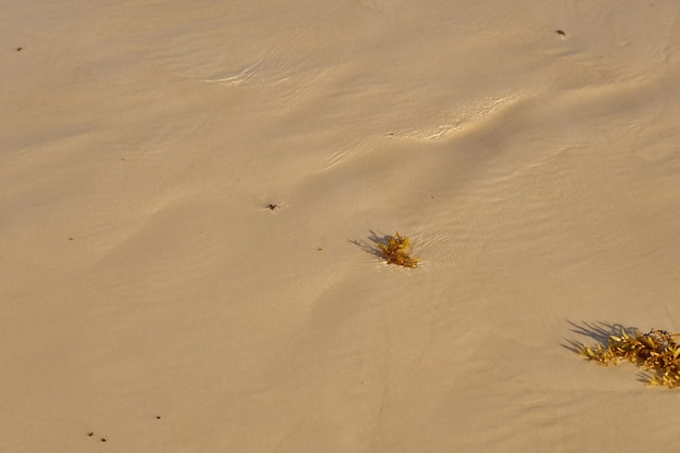 Arena en el desierto con un patrón del viento como fondo