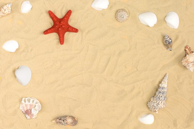 Foto en la arena se encuentran diferentes conchas marinas y una estrella de mar roja.