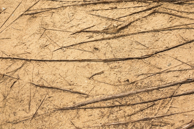 Arena con textura de raíz de árbol, fondo