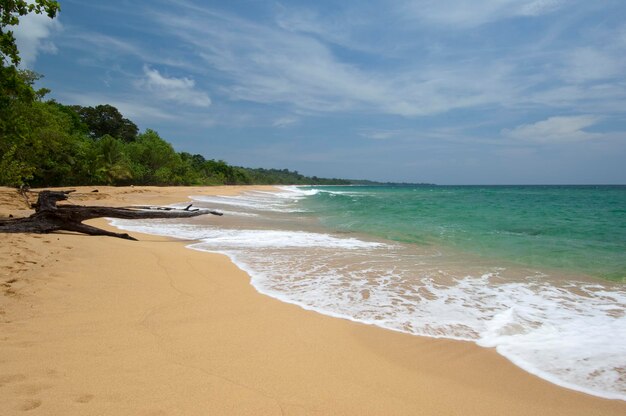 Arenas blancas y bosque en Bluff Beach en Isla Colón archipiélago de Bocas del Toro Panamá