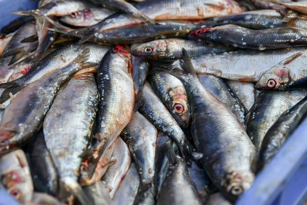 Arenque crudo en una caja azul en el mercado