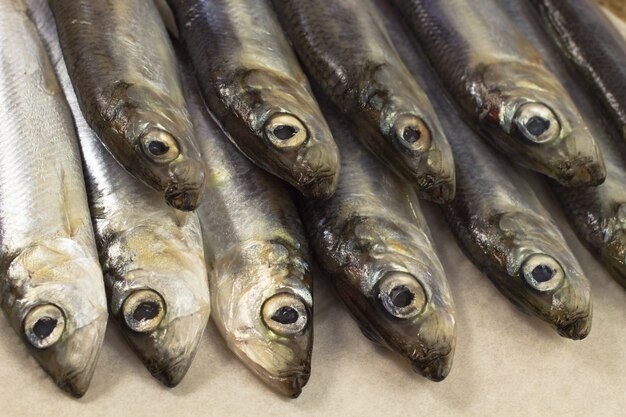 Arenque de pescado de mar dispuestos en dos filas closeup