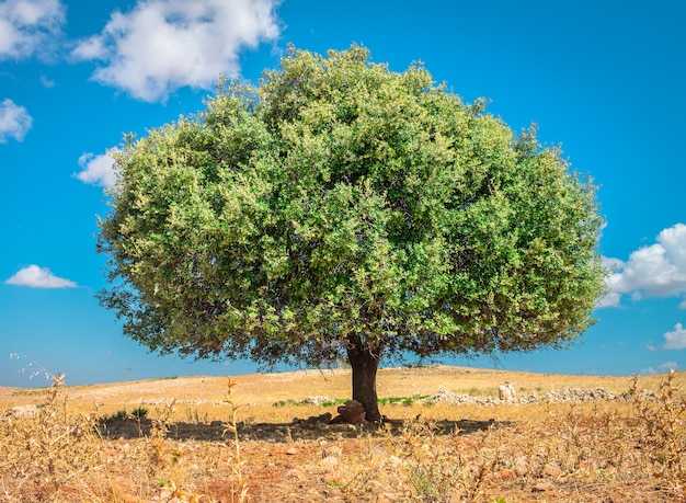 Argan árvore no sol, Marrocos