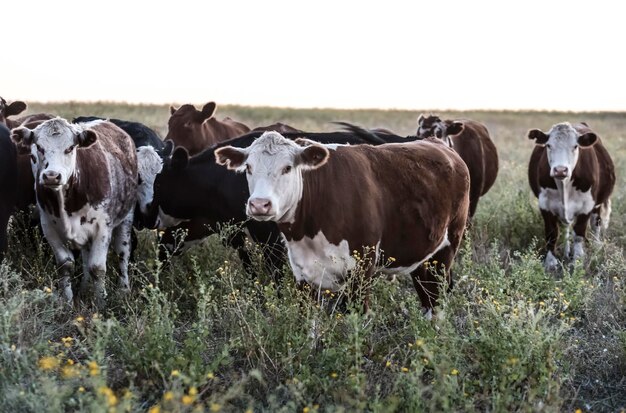 Argentinische Fleischkühe ernährten sich von Naturgras