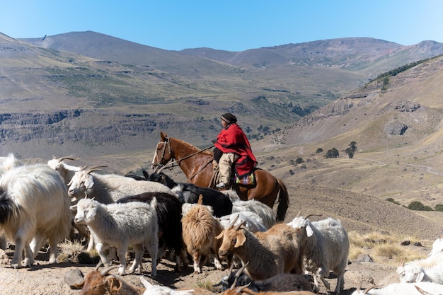 Argentinische Gaucho-Frau, die Ziegen Mapuche-Stadt hütet