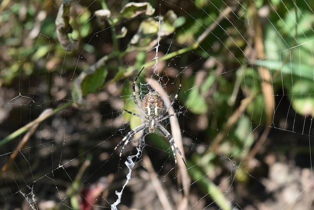 Foto argiopa spider na teia