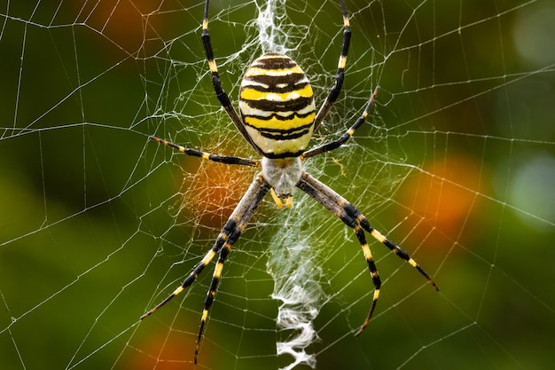 Argiope bruennichi. La araña avispa depredadora enreda a su presa en una telaraña.