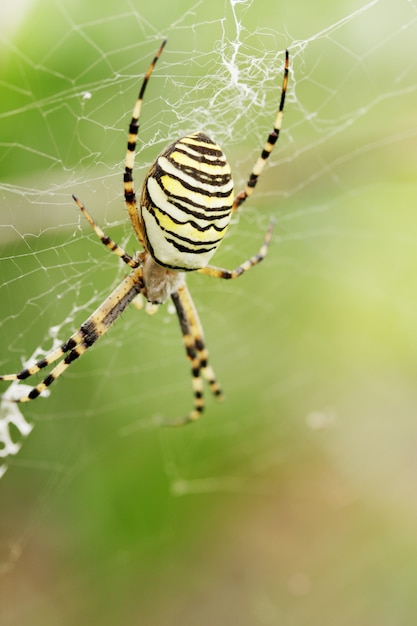 Argiope bruennichi, araña