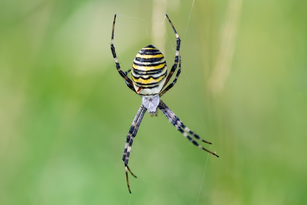 Foto argiope bruennichi aranha-vespa na teia