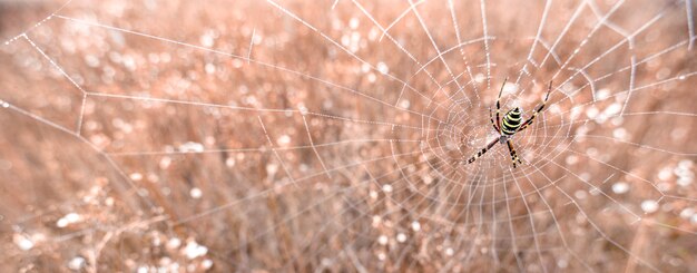 Argiope bruennichi Gelb-schwarze Spinne in ihrem Spinnennetz Auch bekannt als Wespenspinne. Gefährliche giftige Spinnentiere.