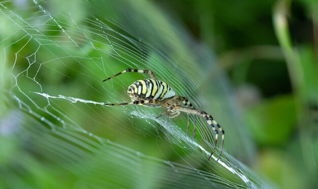 Argiope bruennichi se sienta en el jardín sobre una araña tigre de telaraña con rayas rojas y amarillas en el abdomen.