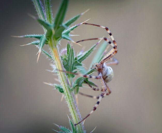 Argiope bruennichi wasp spider es una especie de araña orbweb