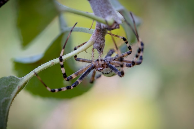 Argiope bruennichi wasp spider es una especie de araña orbweb