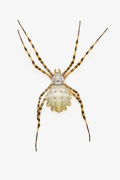 Argiope lobata. aranha isolada em um fundo natural