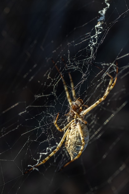 Foto argiope lobata. spinne frisst insekt, das sie gejagt hat.