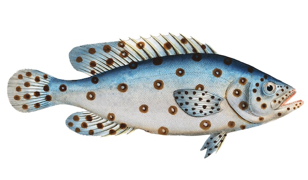 Argus Anthias Argus adesivo png peixe ilustração vintage fundo transparente