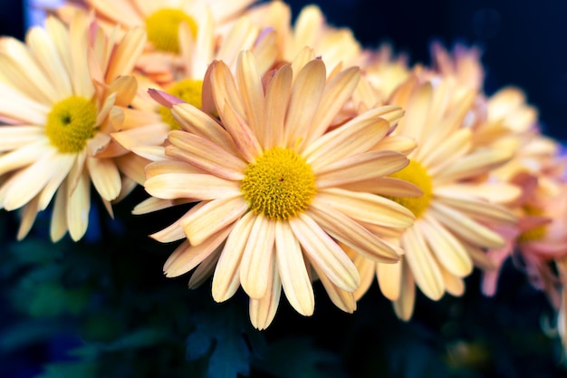 Argyranthemum frutescens daisy resaltado en naranja claro contra el fondo