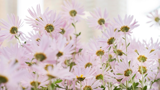 Argyranthemum rosa flores plata arbusto flor 91