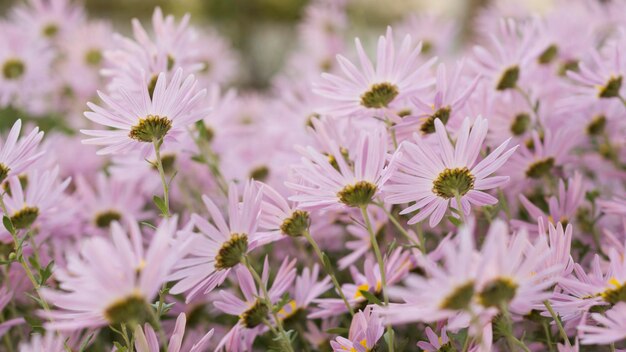 Argyranthemum rosa flores plata arbusto flor 92