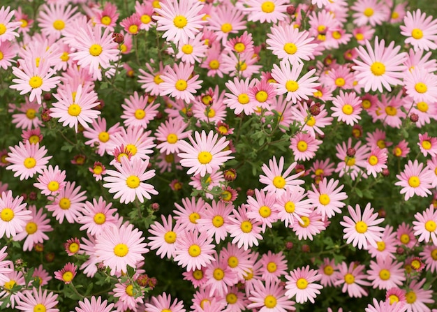 Argyranthemum rosa flores plata arbusto flor