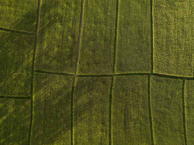 Arial vista dos campos de arroz crescendo. agricultura conceito