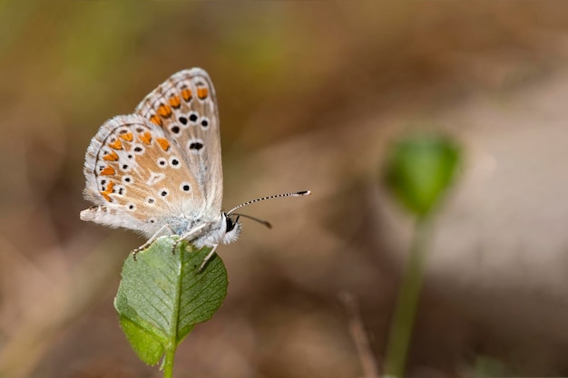 Aricia cramera o la morena es una mariposa de la familia Lycaenidae