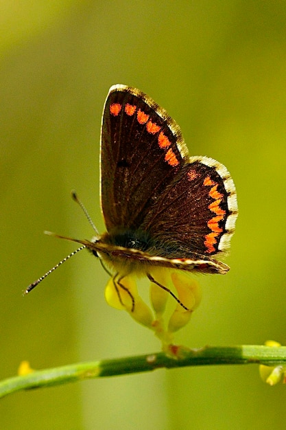 Aricia cramera o la morena es una mariposa de la familia Lycaenidae