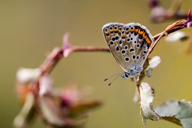 Aricia cramera o la morena es una mariposa de la familia Lycaenidae