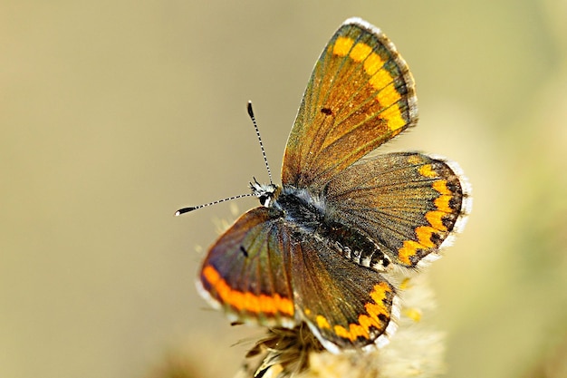 Aricia cramera ou a moreia é uma borboleta da família Lycaenidae