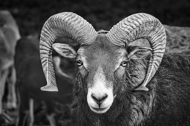 Aries en fotografía en blanco y negro