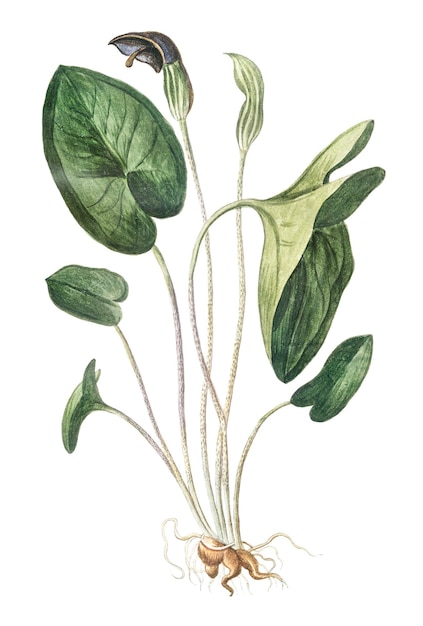 Arisarum durchsichtig png