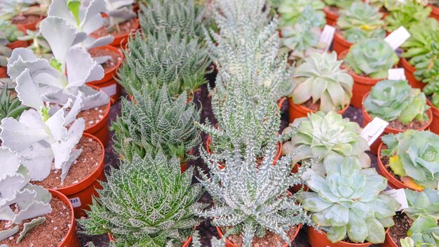 Aristaloe aristata laxmi kamal suculentas para cultivo em ambientes fechados e decoração interior em vasos em