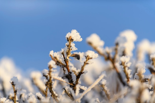 Arktische Landschaft im Winter. Gras mit Eis in der Tundra.