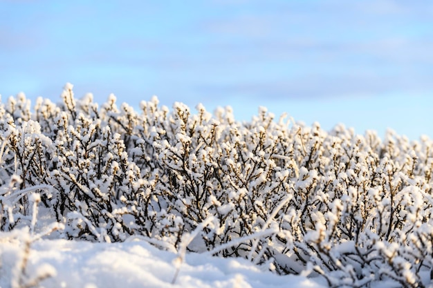 Arktische Landschaft im Winter Gras mit Eis in der Tundra