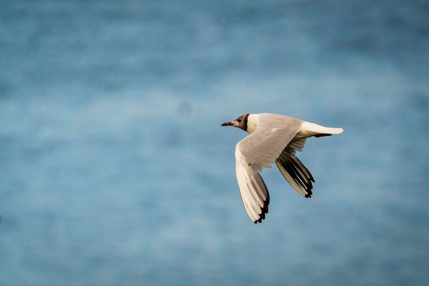 Arktische Steine fliegen über einen See