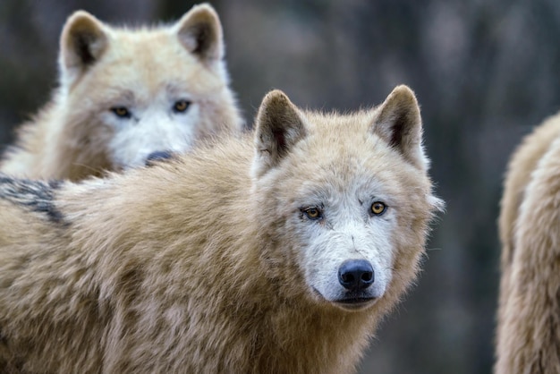 Arktische Wölfe Canis lupus arctos, auch bekannt als weißer Wolf oder Polarwolf