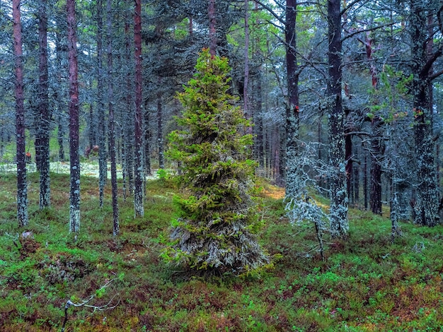 Arktischer dichter Nordwald. Der mit Moos bedeckte Tannenbaum