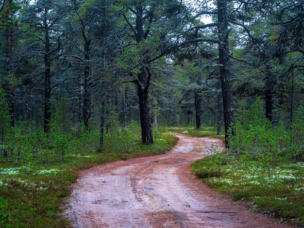 Arktischer dichter Nordwald mit einer kurvenreichen Straße. Natürlicher Hintergrund.