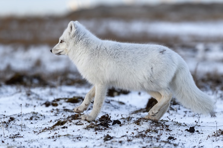 Foto arktischer fuchs im winter in der sibirischen tundra
