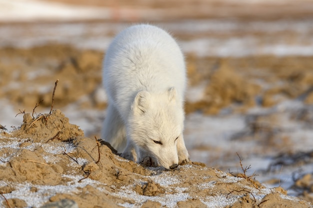 Arktischer Fuchs im Winter in der sibirischen Tundra