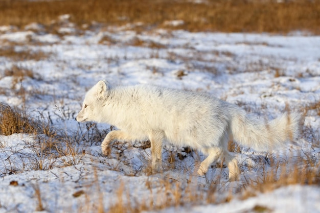 Arktischer Fuchs Vulpes Lagopus im Winter in der sibirischen Tundra