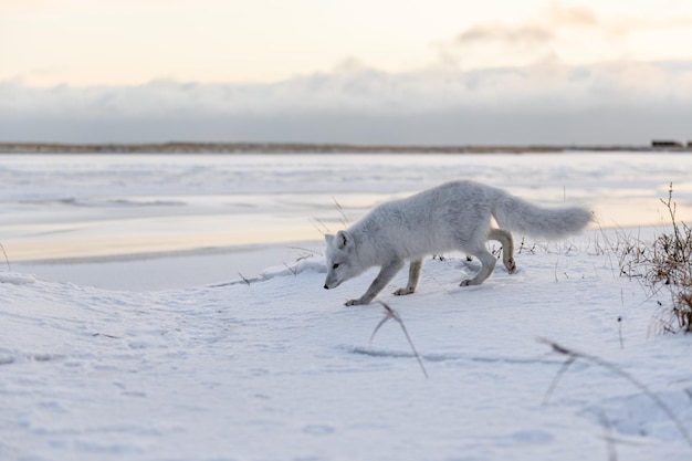 Foto arktischer fuchs vulpes lagopus im winter in der sibirischen tundra