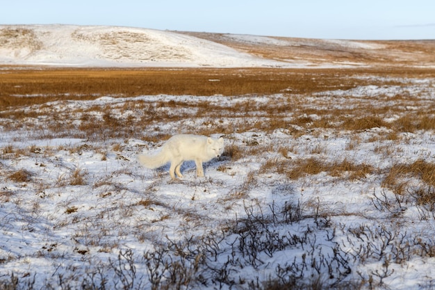 Arktischer Fuchs Vulpes Lagopus im Winter in der sibirischen Tundra