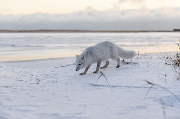 Arktischer Fuchs Vulpes Lagopus im Winter in der sibirischen Tundra