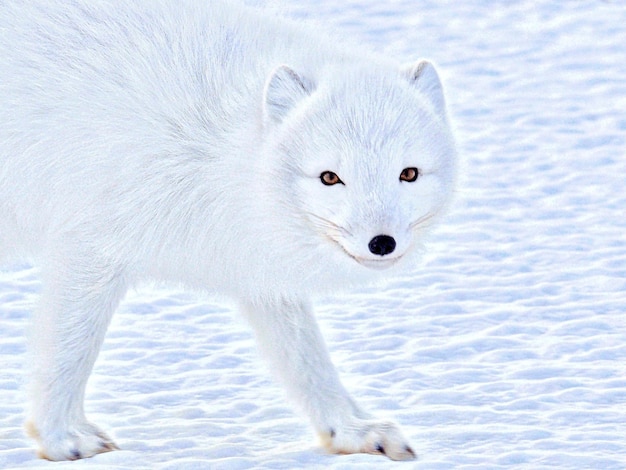 Foto arktischer fuchs