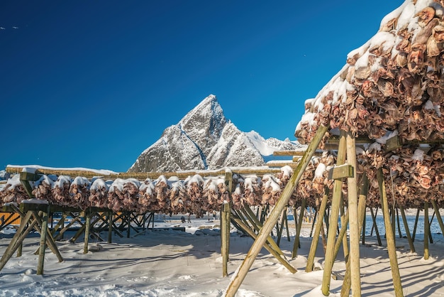 Arktischer Kabeljau auf den Lofoten in Norwegen Europa