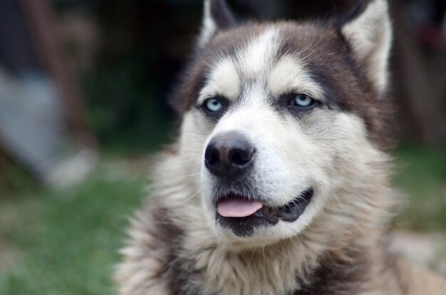 Arktischer Malamute mit blauen Augen, Schnauze-Porträt aus der Nähe Dies ist ein ziemlich großer Hund, ein einheimischer Typ