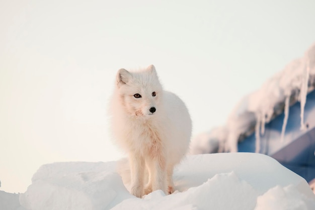 Arktischer weißer Fuchs Nahaufnahme. Polarfuchs in der Nähe der Behausung von Menschen